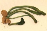 Microglossum viride image