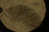 Microglossum viride image