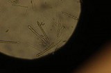 Microglossum viride image