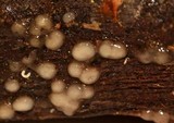 Helicogloea compressa image
