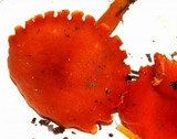 Hygrocybe miniata image
