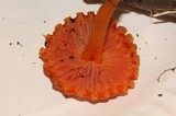 Hygrocybe miniata image
