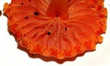Hygrocybe miniata image
