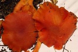 Hygrocybe miniata image