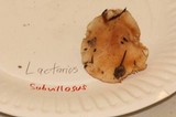 Lactarius subvillosus image