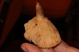 Lactarius subvillosus image