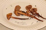 Phaeocollybia californica image