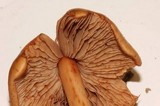 Phaeocollybia californica image