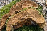 Phylloporia ribis image