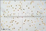 Phylloporia ribis image