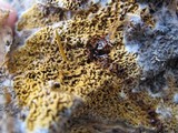 Serpula himantioides image