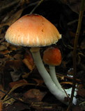Leucoagaricus rubrotinctus image