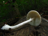 Leucoagaricus rubrotinctus image