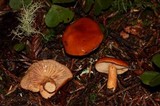 Lactarius luculentus image