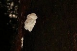 Fomitopsis ochracea image