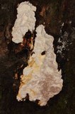 Fomitopsis ochracea image