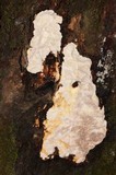 Fomitopsis ochracea image