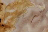 Fomitopsis ochracea image