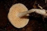 Hydnum oregonense image