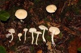 Hydnum oregonense image
