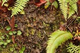 Peltigera membranacea image