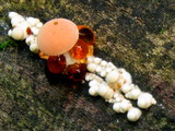 Rhodotus palmatus image