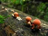 Rhodotus palmatus image