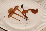 Rhodocybe nitellina image