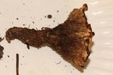 Hydnellum chrysinum image