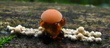 Rhodotus palmatus image