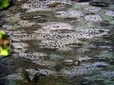 Arthonia polymorpha image
