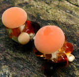 Rhodotus palmatus image