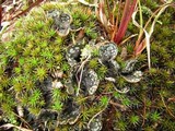 Peltigera didactyla image