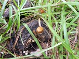 Psilocybe coprophila image