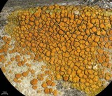Caloplaca subsoluta image