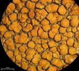 Caloplaca subsoluta image