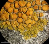 Caloplaca subsoluta image
