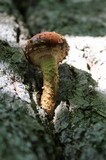 Hemistropharia albocrenulata image