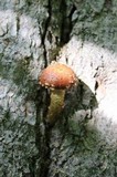 Hemistropharia albocrenulata image