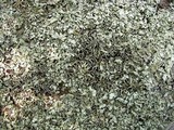 Xanthoparmelia viriduloumbrina image