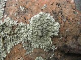 Xanthoparmelia viriduloumbrina image