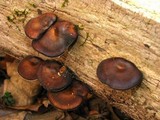 Polyporus brumalis image