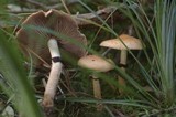 Leratiomyces squamosus var. squamosus image