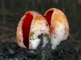 Sarcoscypha austriaca image