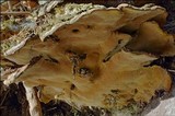 Phylloporia ribis image