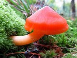 Hygrocybe miniata image