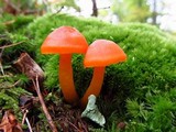 Hygrocybe miniata image