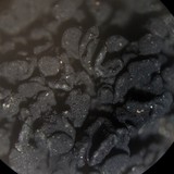 Lichinella nigritella image