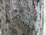 Anaptychia setifera image