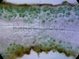 Lichinella nigritella image